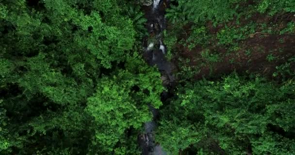 Vista Aerea Bella Foresta Piccolo Fiume Nella Foresta Tropicale — Video Stock