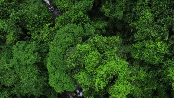 Vista Aérea Bela Floresta Pequeno Rio Floresta Tropical — Vídeo de Stock