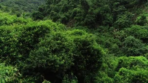 Vista Aérea Bela Floresta Com Árvores Verdes — Vídeo de Stock