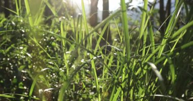 Yeşil ağaçlı yeşil ormanın manzarası