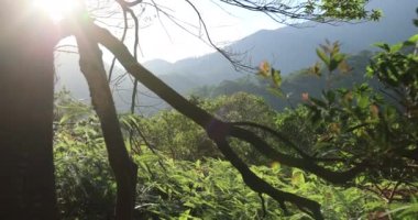 Yeşil ağaçlı yeşil ormanın manzarası