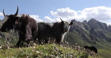Tibet kışın yüksek irtifa dağlarında öter 