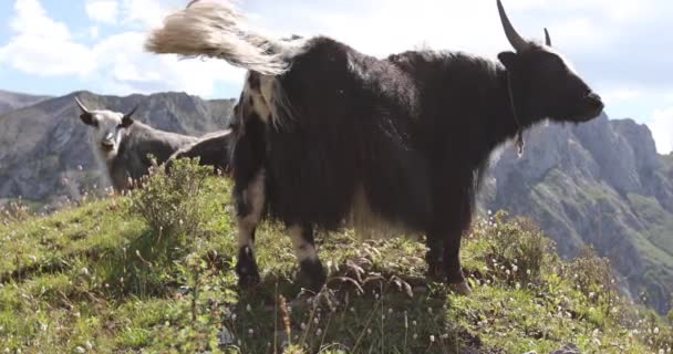 Tibet Yak Pada Musim Dingin Ketinggian Tinggi Pegunungan — Stok Video