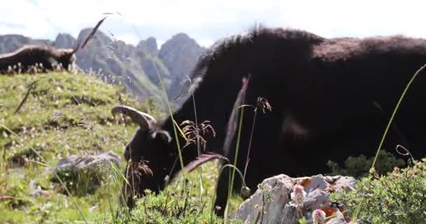 Tibet Yaks Invierno Montañas Gran Altitud — Vídeos de Stock