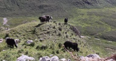 Tibet kışın yüksek irtifa dağlarında öter 