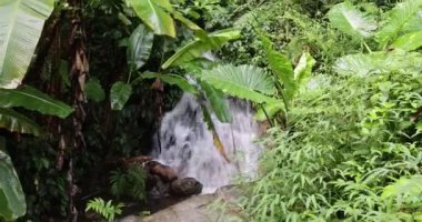 Güzel tropik yeşil orman nehri şelaleli, yaz günü orman.