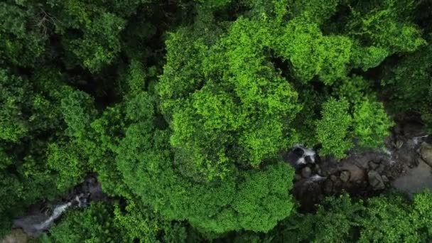 Luftaufnahme Des Schönen Waldes Und Des Kleinen Flusses Tropischen Wald — Stockvideo