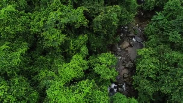 Tropikal Ormandaki Güzel Ormanın Küçük Nehrin Havadan Görünüşü — Stok video
