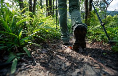 Yaz ormanı dağlarında yürüyüş.