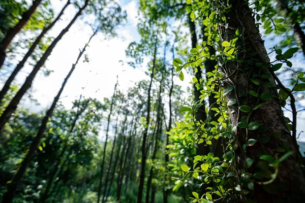 Trilha Escondida Floresta Tropical — Fotografia de Stock