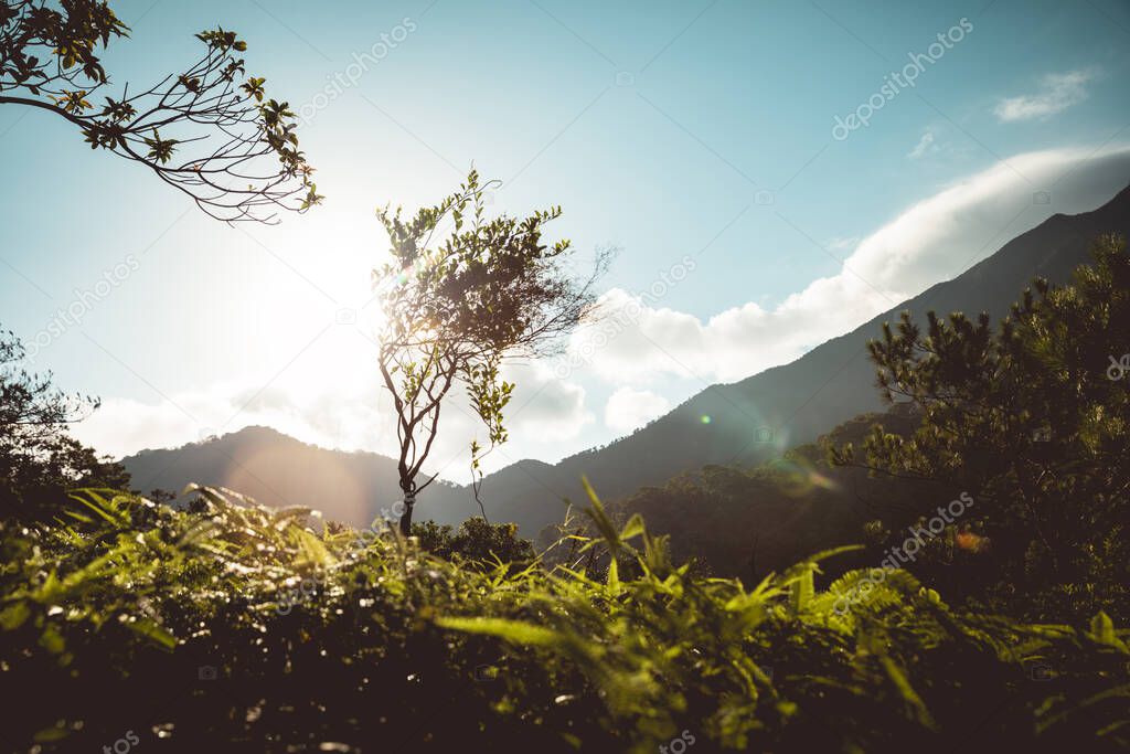 Beautiful scene misty forest with sun rays through the tree leaves,lens flar