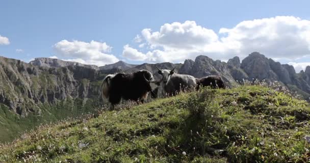 Tibet Yaks Invierno Montañas Gran Altitud — Vídeos de Stock
