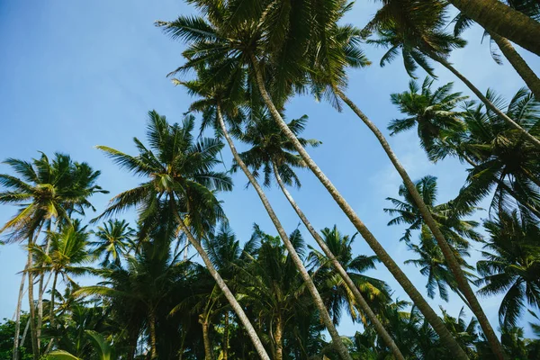 Cocos Orilla Del Mar Por Mañana Sri Lanka — Foto de Stock