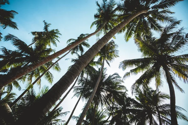 Vista Cocoteros Orillas Del Mar Bajo Cielo Azul Sri Lanka — Foto de Stock