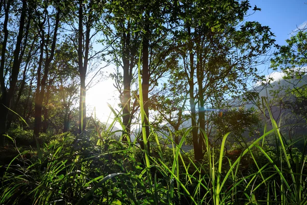 Bela Cena Floresta Enevoada Com Raios Luz Solar Através Das — Fotografia de Stock