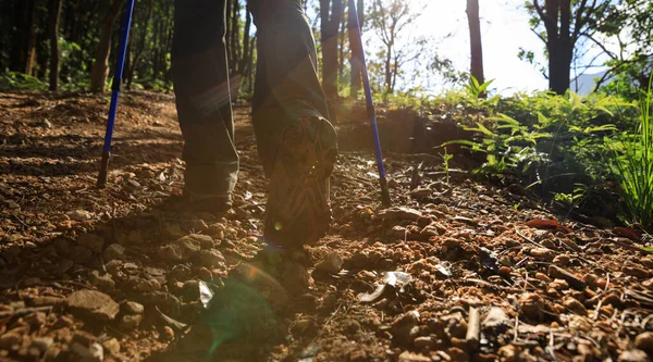 Vrouw Wandelen Zomer Bos Berg — Stockfoto