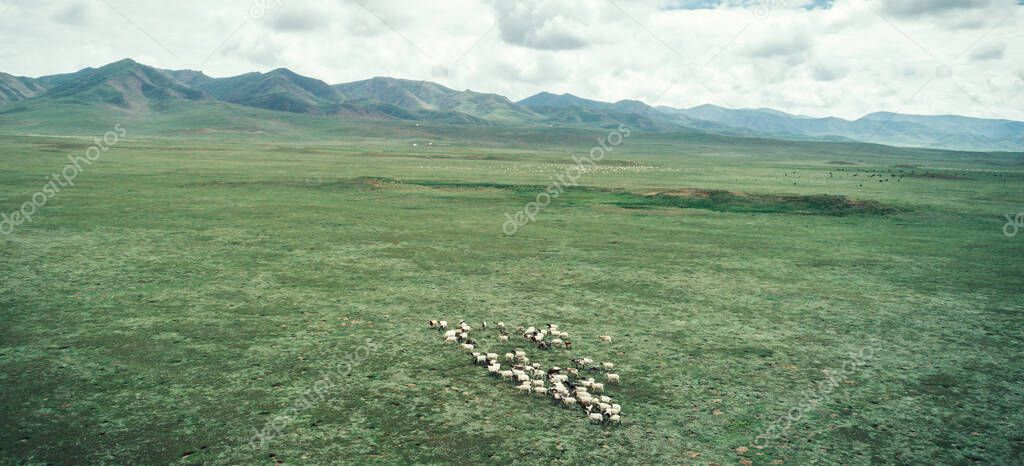 Group of sheep walking in grassland