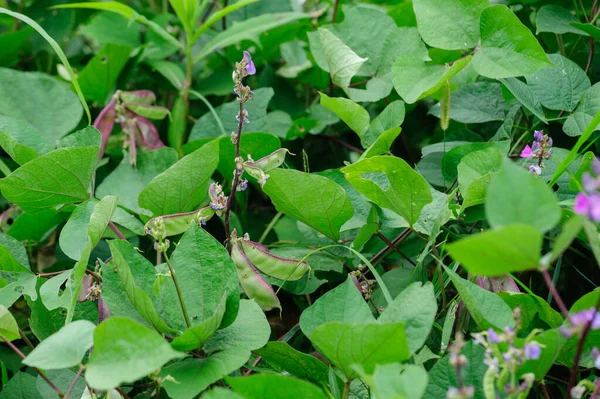 Lentilhas Plantas Crescimento Jardim — Fotografia de Stock