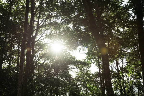Raios Luz Solar Através Das Árvores Chama Lente — Fotografia de Stock