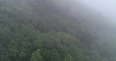 Güzel yemyeşil orman, sisli yaz sabahında tropikal dağlarda yeşil ağaçlar