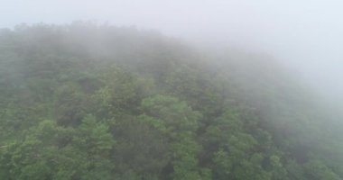 Güzel yemyeşil orman, sisli yaz sabahında tropikal dağlarda yeşil ağaçlar