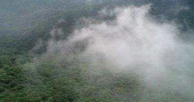 Güzel yemyeşil orman, sisli yaz sabahında tropikal dağlarda yeşil ağaçlar