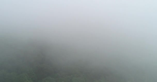 Beautiful Lush Green Jungle Green Trees Tropical Mountains Foggy Summer — Stock Video