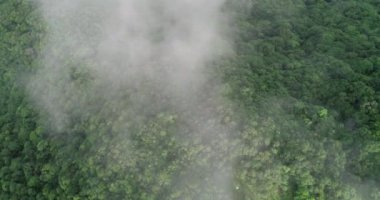 Güzel yemyeşil orman, sisli yaz sabahında tropikal dağlarda yeşil ağaçlar