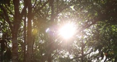 Yaz yapraklarının arasından süzülen güneşli orman manzarası