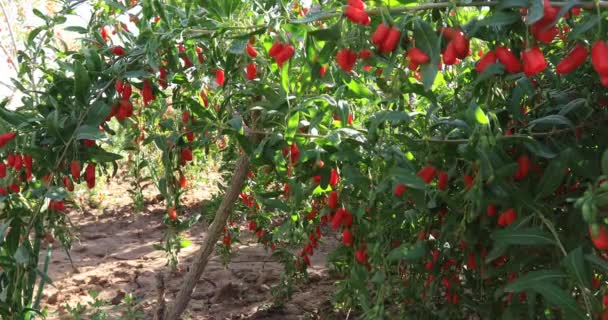 Owoce Jagody Goji Rosnące Słonecznym Ogrodzie — Wideo stockowe