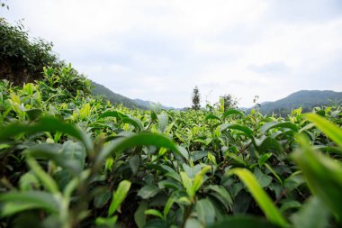 Baharda yeşil çay ağaçları bahçesi