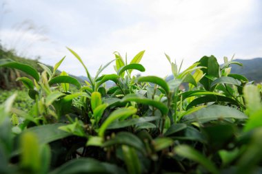 Baharda yeşil çay ağaçları bahçesi