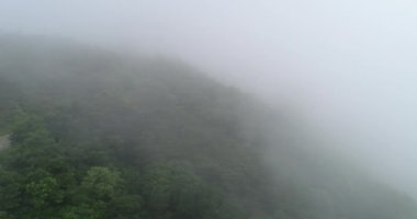 Güzel yemyeşil ağaçlar sisli yaz sabahında dağlarda