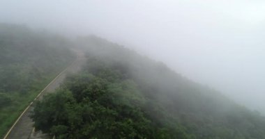 Güzel yemyeşil ağaçlar sisli yaz sabahında dağlarda