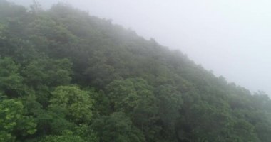 Güzel yemyeşil ağaçlar sisli yaz sabahında dağlarda