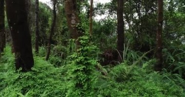 Orman manzarası yeşil doğa, çevre kavramı