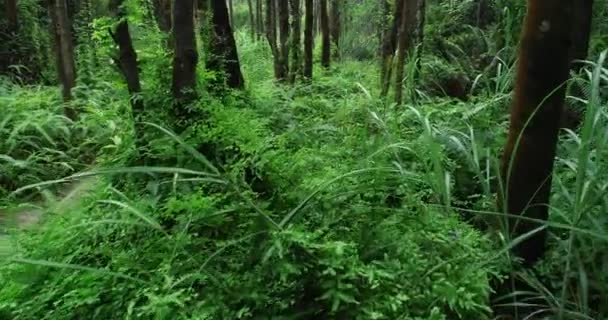 Вид Зеленую Природу Леса Экологическая Концепция — стоковое видео