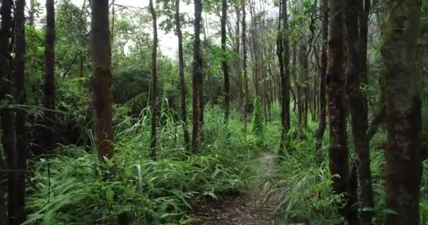 Utsikt Över Skogsstigen Miljökoncept — Stockvideo
