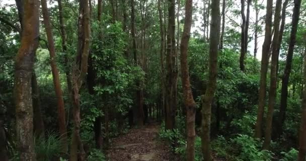 Vista Del Sendero Forestal Concepto Ambiental — Vídeo de stock