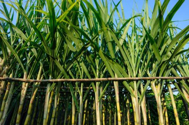 Tarlada yetişen şeker kamışı bitkileri