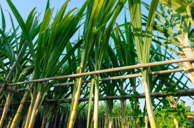 Tarlada yetişen şeker kamışı bitkileri