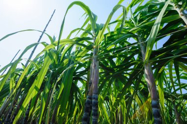 Tarlada yetişen şeker kamışı bitkileri