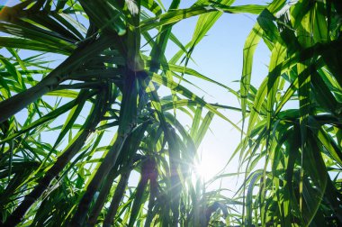 Tarlada yetişen şeker kamışı bitkileri
