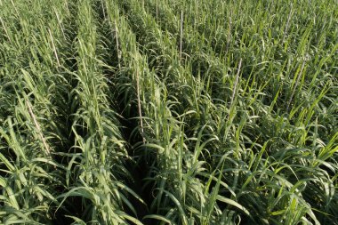 Tarlada büyüyen şeker kamışı bitkilerinin havadan görünüşü