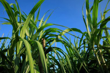 Tarlada yetişen şeker kamışı bitkileri