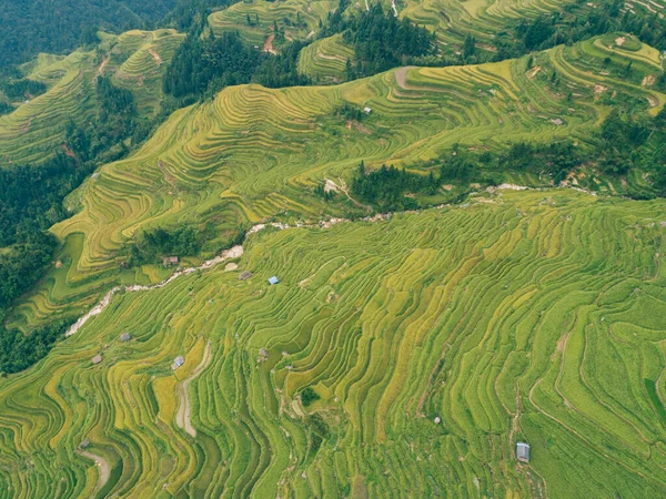 Schöne Terrasse Reisfeld Mit Kleinen Häusern China — Stockfoto