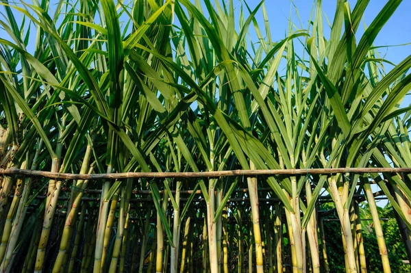 Tarlada yetişen şeker kamışı bitkileri