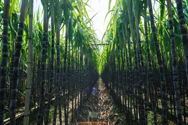 Sockerrörsväxter Som Växer Fältet — Stockfoto