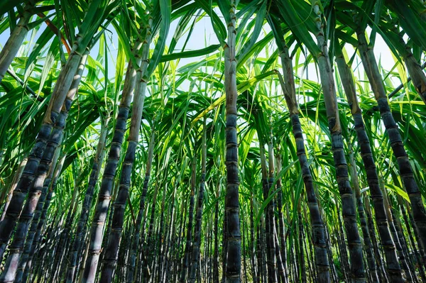 Sugarcane Plants Growing Field — Stock Photo, Image