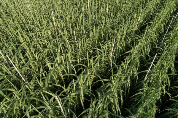 Vista Aérea Plantas Cana Açúcar Crescendo Campo — Fotografia de Stock